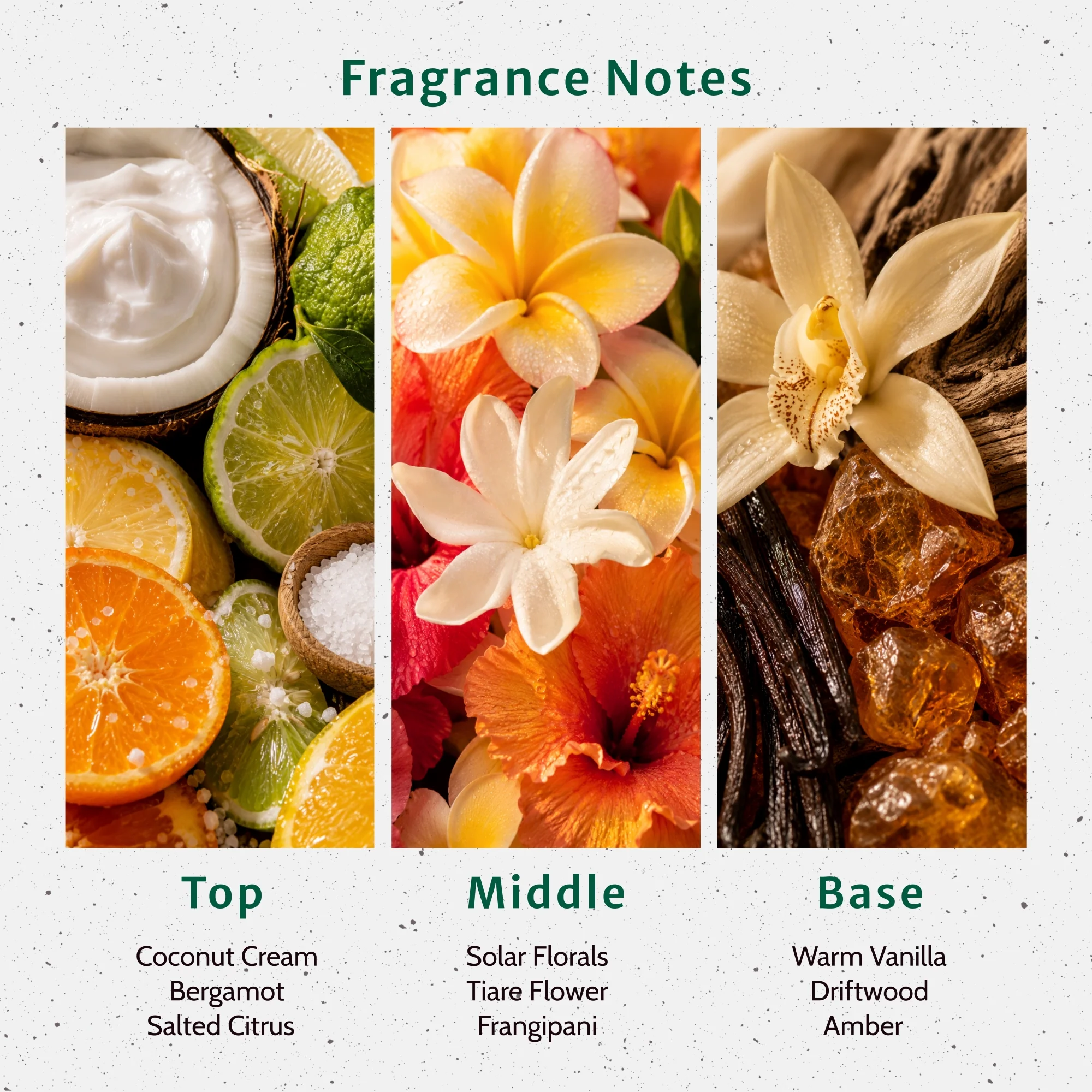 Tan Lines and Trouble Fragrance Oil - Image 2